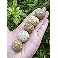 GAF TREASURES 5 Pcs Fossil Coral Tumbled Stones, Polished Natural Fossil Coral Gemstone, Fossil Coral Healing Crystals (Fossil Coral)