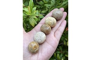 GAF TREASURES 5 Pcs Fossil Coral Tumbled Stones, Polished Natural Fossil Coral Gemstone, Fossil Coral Healing Crystals (Fossil Coral)