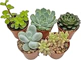 SID 5 Succulent Starter Plant Collection Indoor Cacti Terrarium Plants view 4