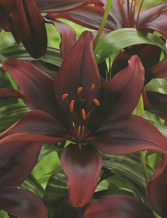 Lilien Mapira Lilium asiatic Blumenzwiebeln (5 Blumenzwiebeln)