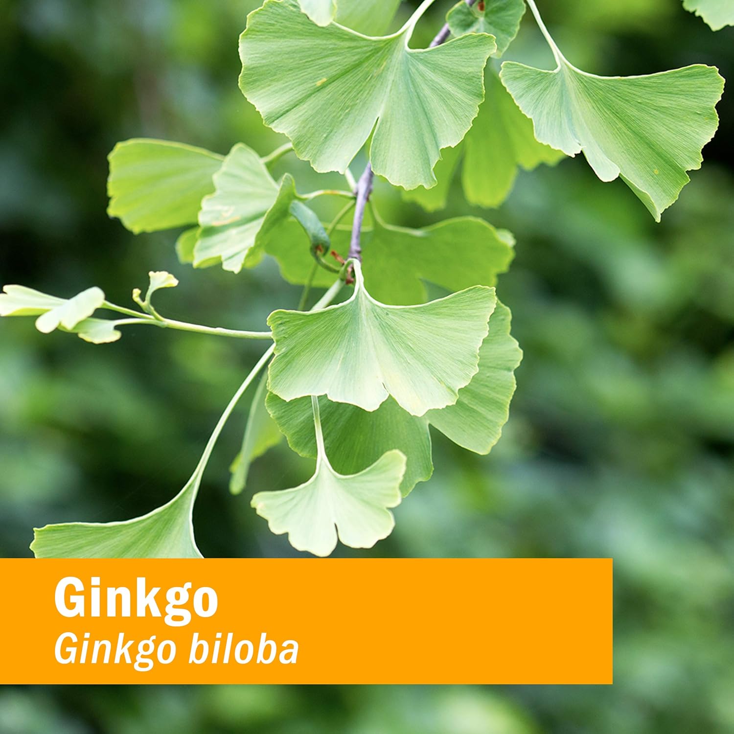 Herb Pharm Certified Organic Ginkgo Liquid Extract for Memory and Concentration - 1 Ounce (781468): Health & Personal Care