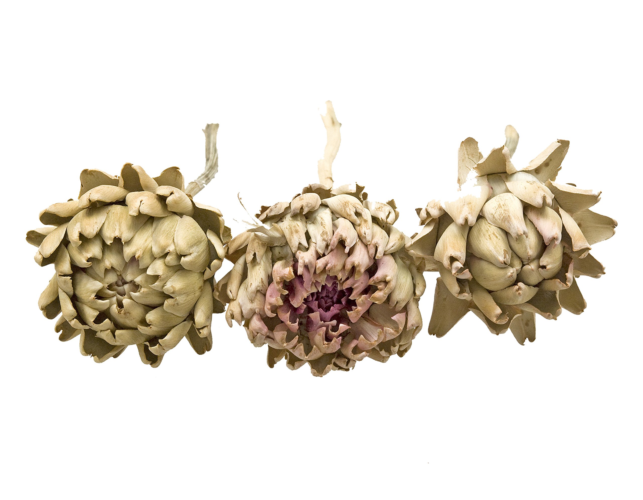 Steingaesser 15041 03 0000 Venus Thistle Set of 5 Nature