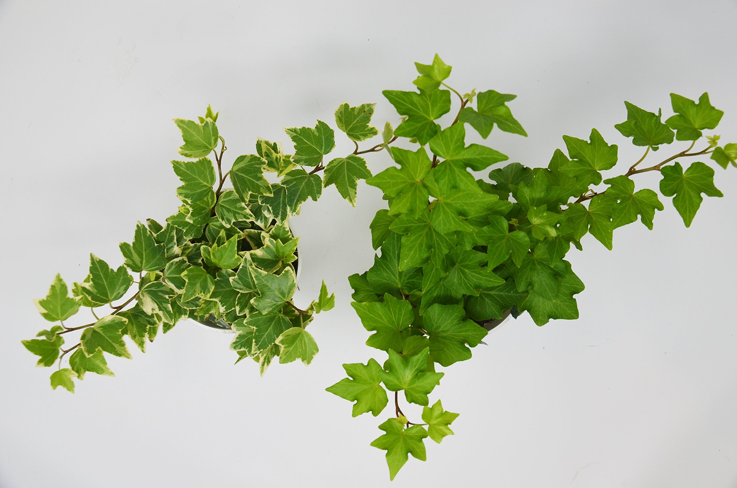 2 Different English Ivy plants Live House Plant FREE Care Guide 4