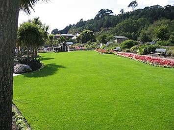 MaliaGarden Lawn Grass 2000 Seeds for Home Garden
