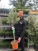 Olea Europaea Olive Tree 100-110cm | 1 Potted Patio Hardy Tree view 2