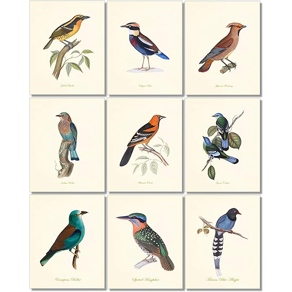 VINTAGE BIRD PRINTS Audubon Bird Prints, Bird Wall Decor, Birds of