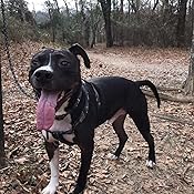 pitbull the battle over an american icon