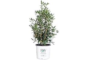 GREEN PROMISE FARMS Proven Winners - Ilex verticillata Berry Heavy Gold (Winterberry) Shrub, gold berries, 3 - Size Container