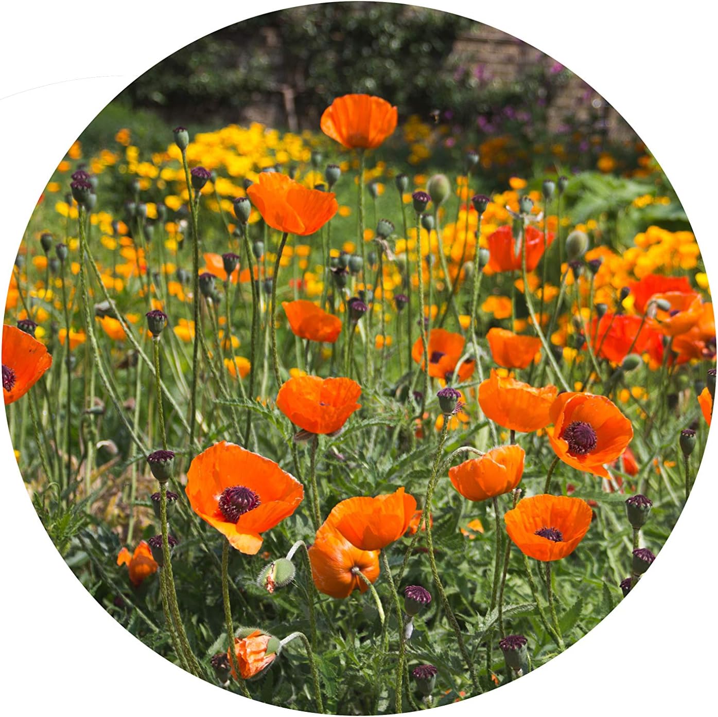 Peculiar Wildflower kit, Wild Flower Seed Mix Annual Meadow Plants Attracts Bees & Butterfly (250g Mais Granulate - Image 5
