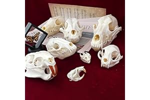 ZCZC 7PCS Combination Real Animal Skull specimens of cat/Muskrat/Nutria/Mink/Fox/Raccoon/Turtle, Taxidermy Skull Decoration f