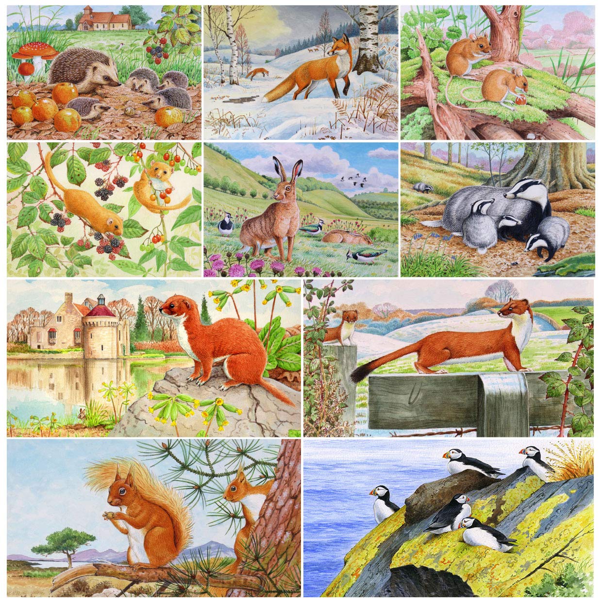 David Thelwell British wildlife greeting card multipack