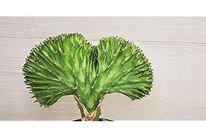 Euphorbia Lactea Cristata aka Coral Cactus Variegated Green in 4 inch Nursery Plant Pot Live Rare Indoor House Plants Easy to Grow Housewarming Gift Decoration Gift for Home Office by 3exoticgreen