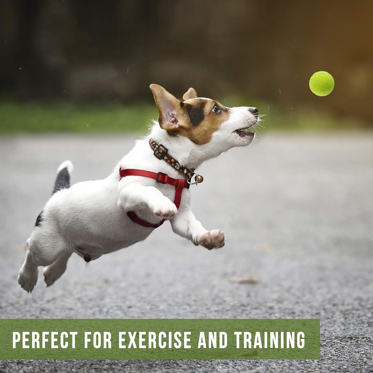 Pet Supplies : Pet Toy Balls : Hyper Pet Mini Tennis Balls for Dogs, Pet Safe Dog Toys for Exercise & Training, Pack of 4, Green : 