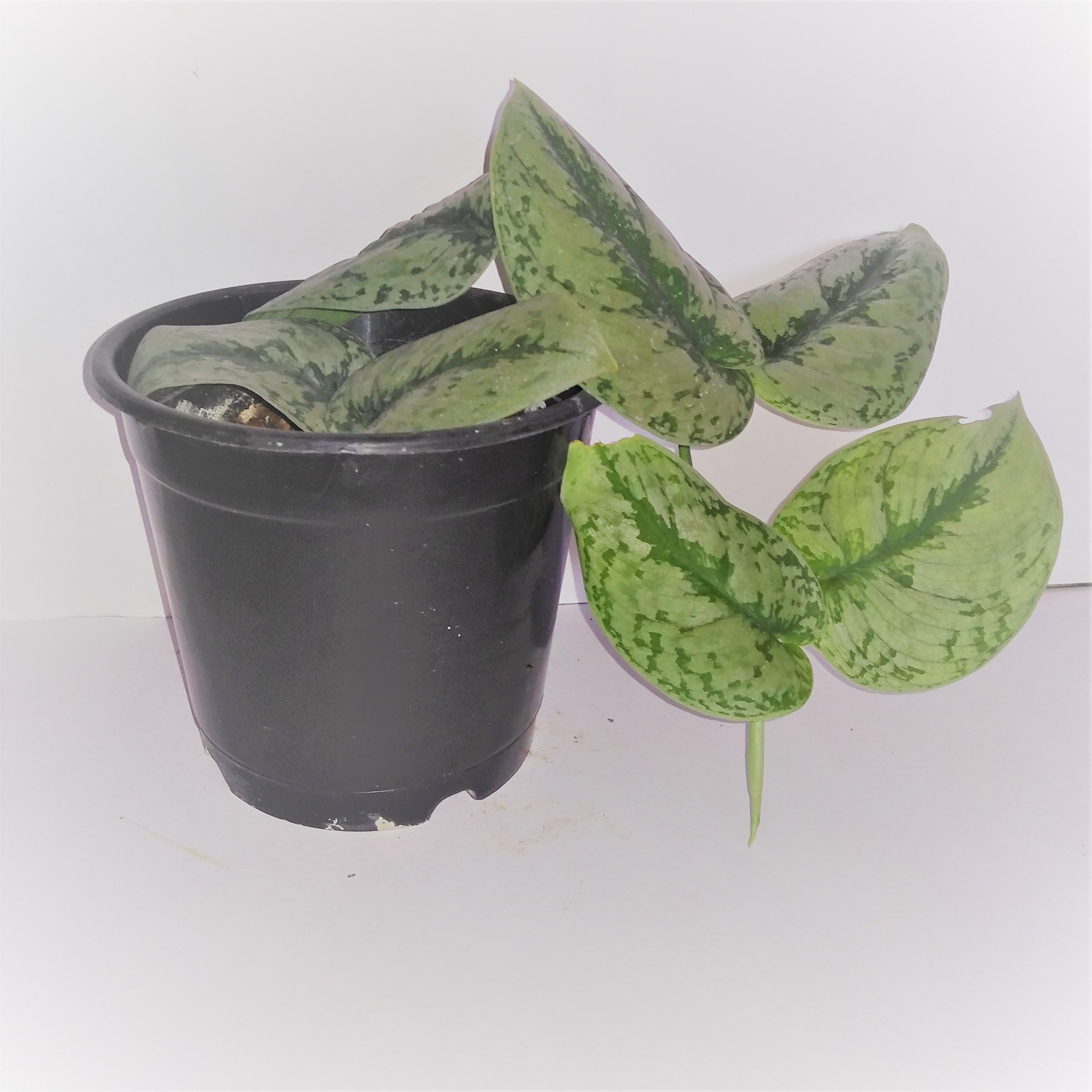 Silver Rose Satin Money Plant,6 inch
