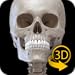 Skeletal System - 3D Anatomy