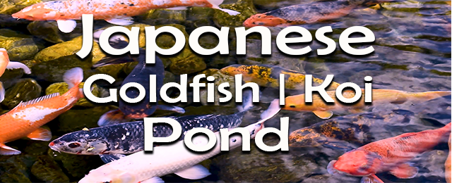Japanese Goldfish Koi Pond - Thumbnail 2