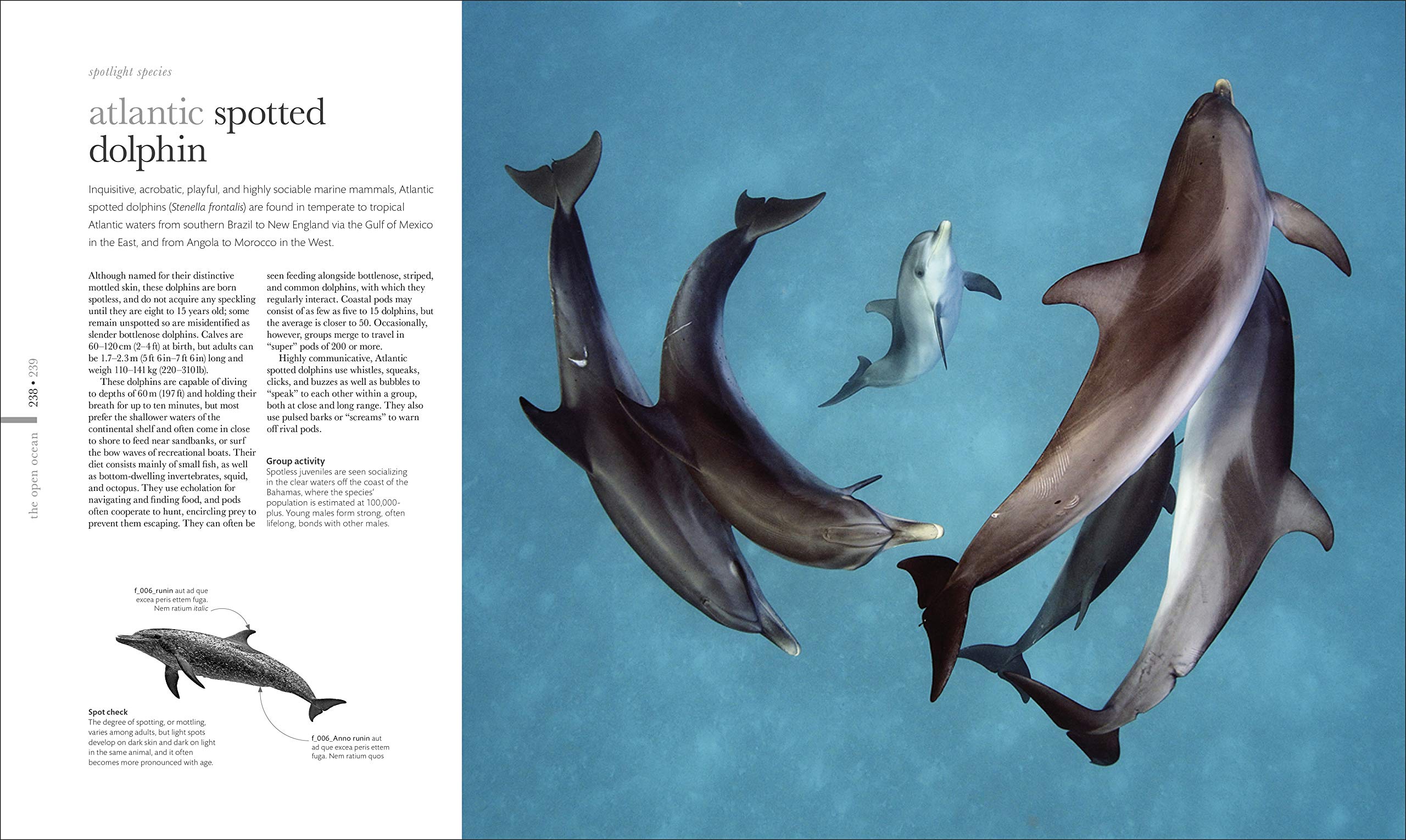 Oceanology: The Secrets of the Sea Revealed (DK Secret World Encyclopedias)