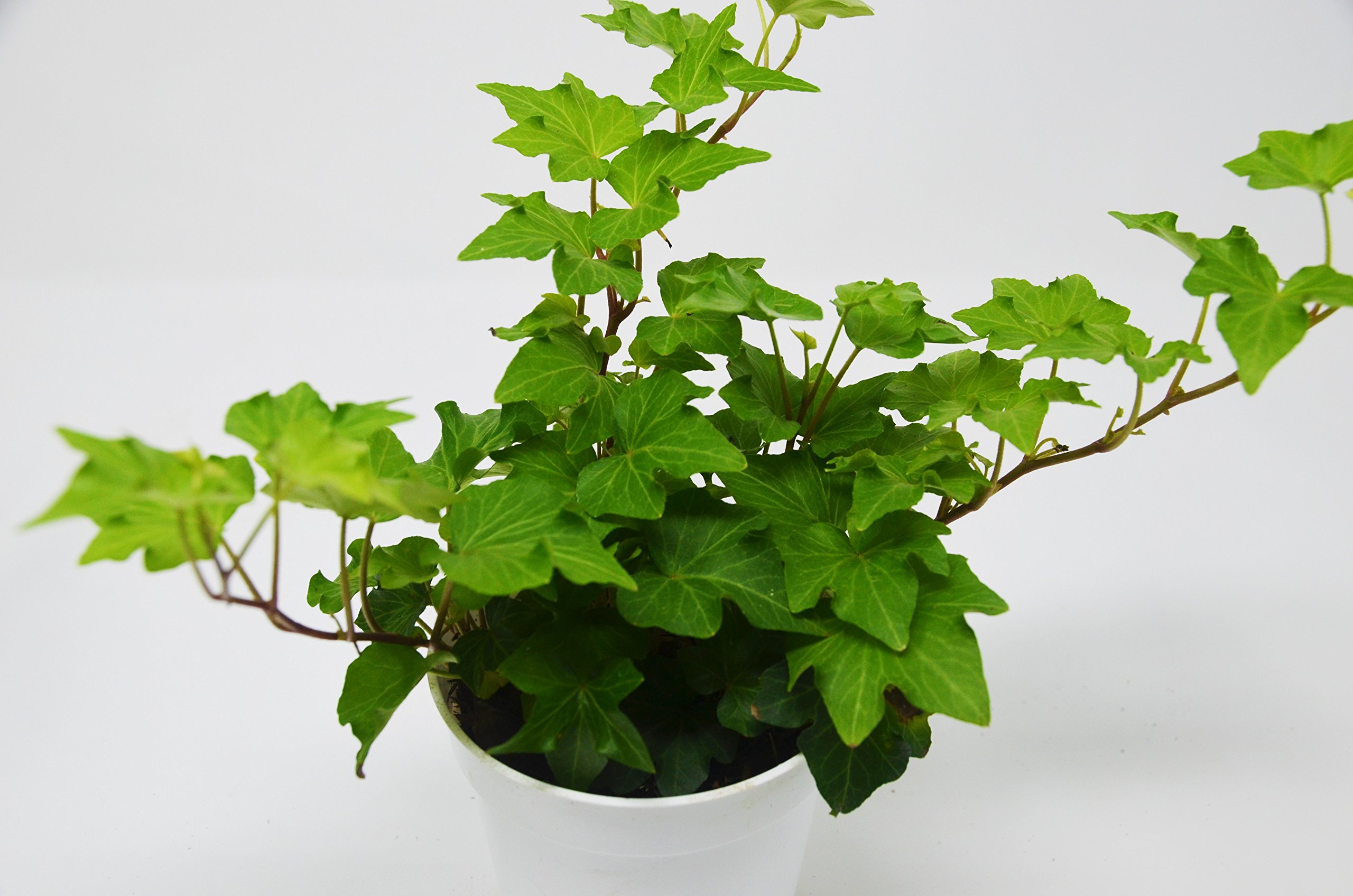 2 Different English Ivy plants Live House Plant FREE
