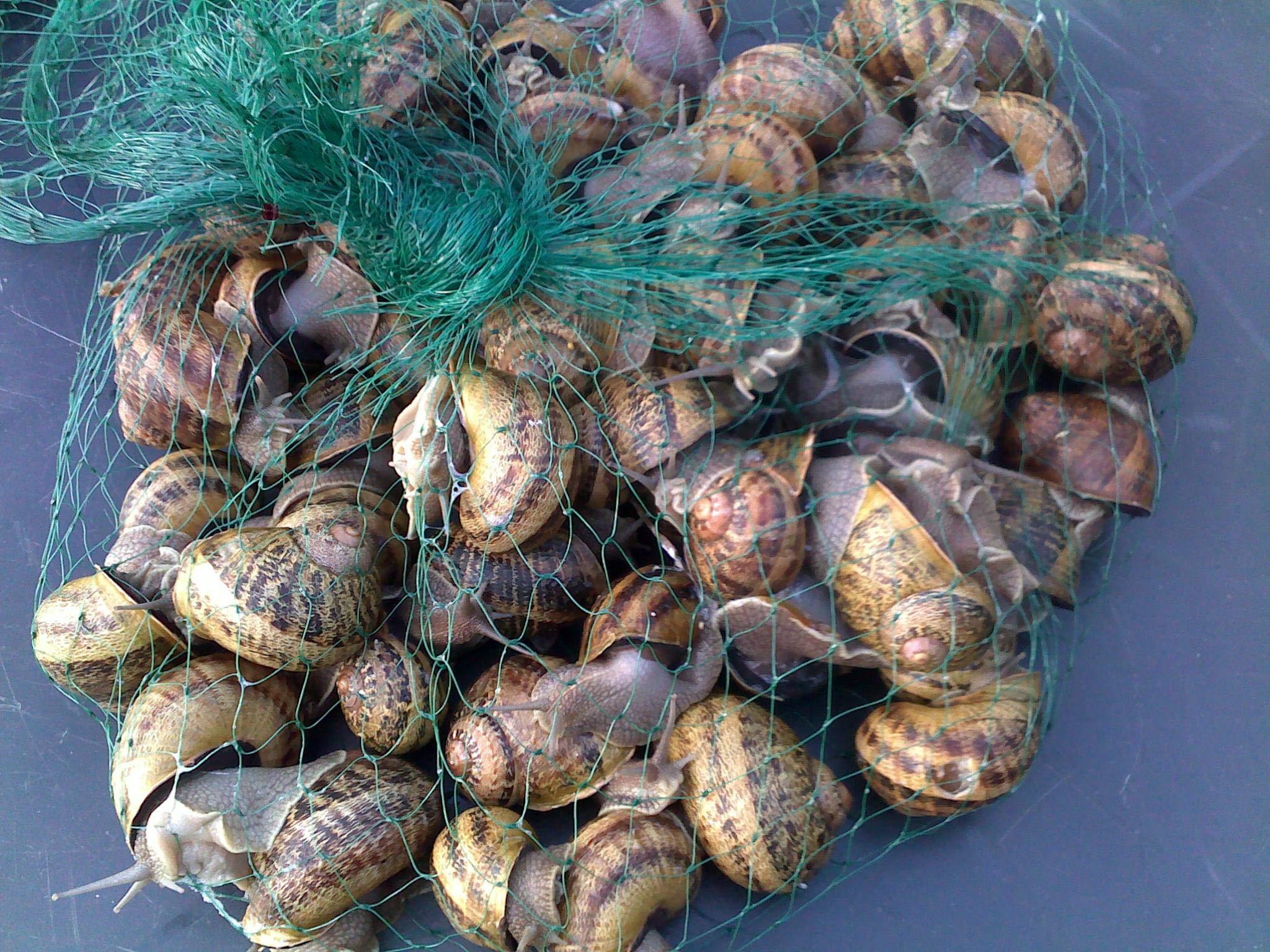 EscargotsNI Live Snails (Reptile Live Food) 100 medium size snails