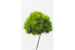Rumhora Greens | (2) Two Bunches of Fresh and Natural Dianthus Green | Pack of 10 Stems in Each Bunch (20 stems total)| Perfect for Indoor and Outdoor Decorations