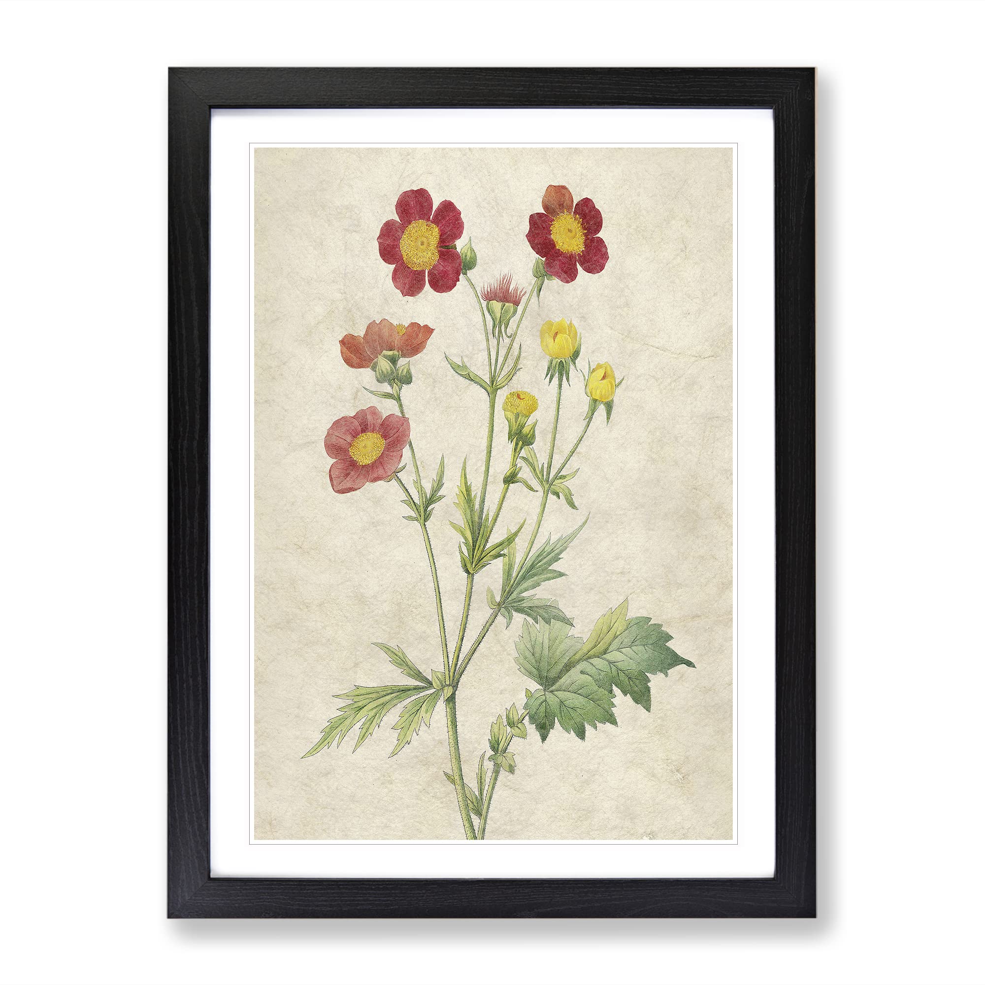 Red Geum Flowers By Pierre Joseph Redoute Vintage Framed Wall Art Print, Ready to Hang Picture for Living Room Bedroom Home Office Décor, Black A3 (34 x 46 cm)