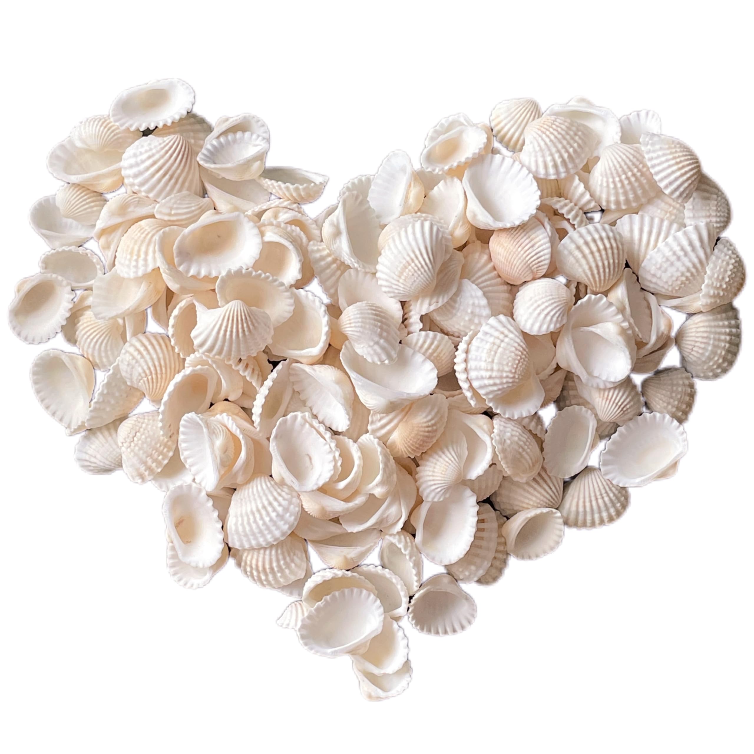 Photo 1 of 140Pcs Tiny Sea Shells - 0.8-1.2 inches Natural Small White Clam Shells for Crafts Bulk for Home Decor, Beach Theme Party, Fish Tank Vase Filler, Bracelet Making