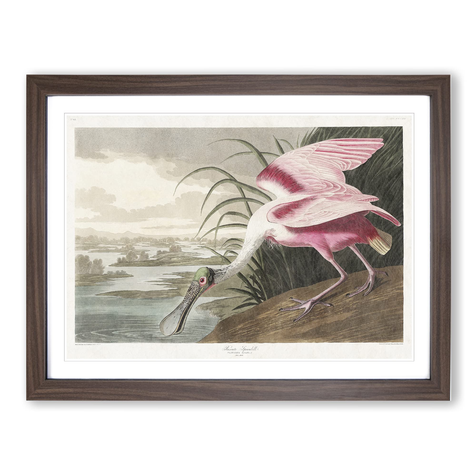 Roseate Spoonbill By John James Audubon Vintage Framed Wall Art Print, Ready to Hang Picture for Living Room Bedroom Home Office Décor, Walnut A3 (46 x 34 cm)