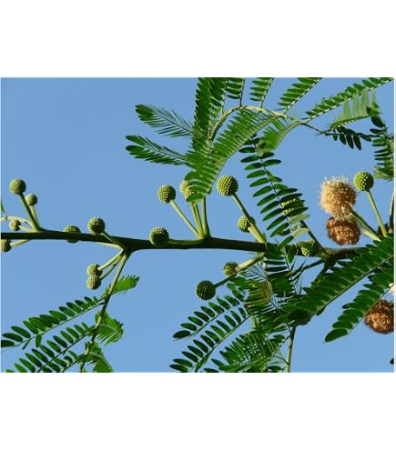 thumbnail image 2 of Gum Arabic Tree Seeds, ACACIA Nilotica Seeds 2 of 12