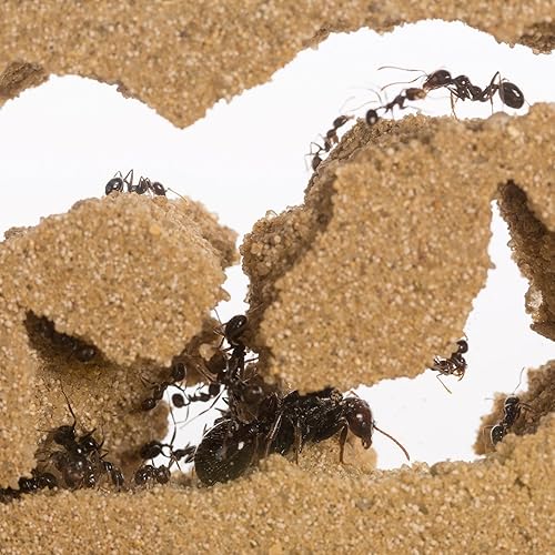 AntHouse - Natural Sand Anthill 3D Basic Kit (Sandwich Foraging Box) Grey Ants - Foto 2