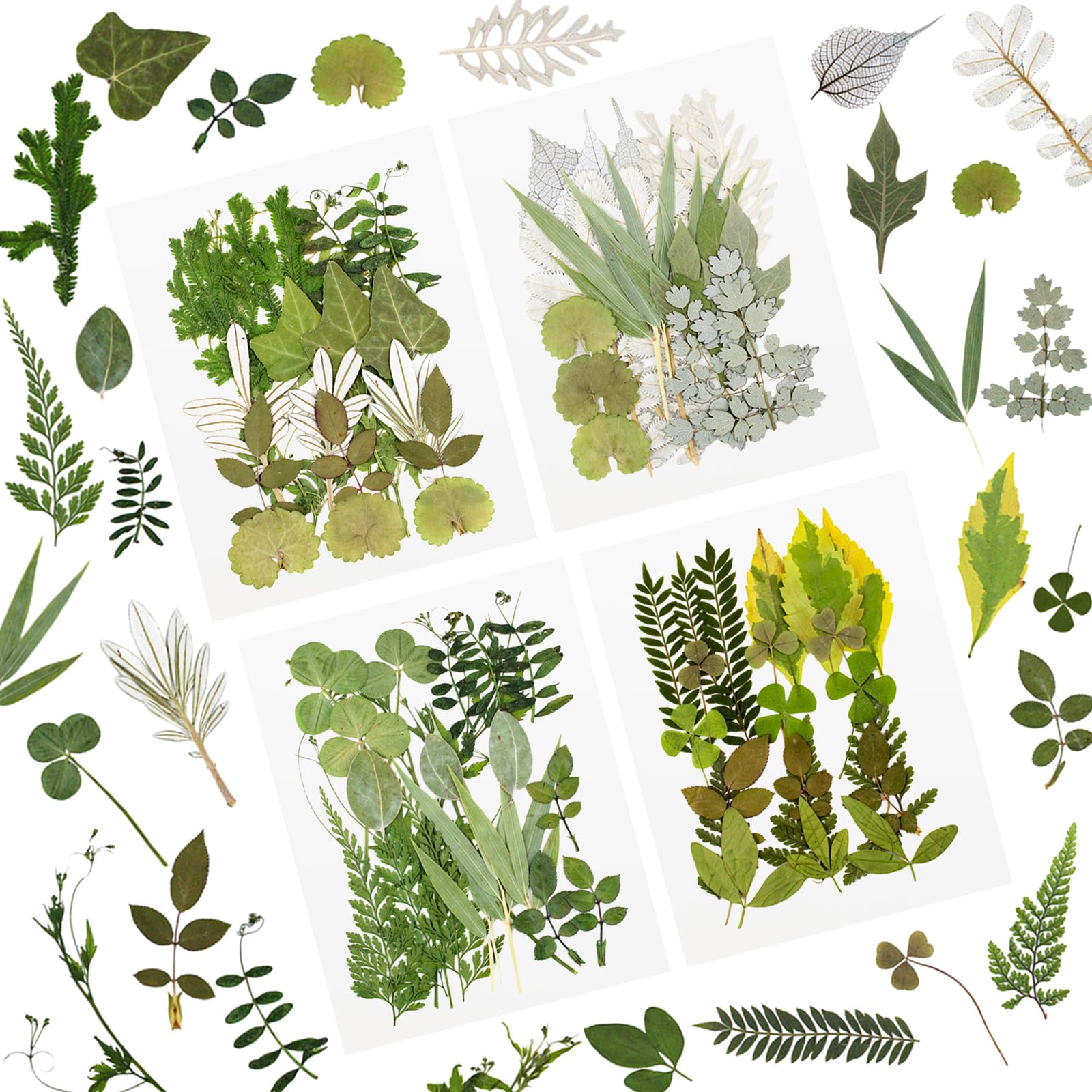 84 Pieces Real Dried Pressed Leaves,Assorted Natural Dried Pressed Leaves,Green Natural Dry Leaves for Pressed Leaf,Dried Leaves for Resin Mold,Pressed Dried Leaves for Embellishment Decoration (B)