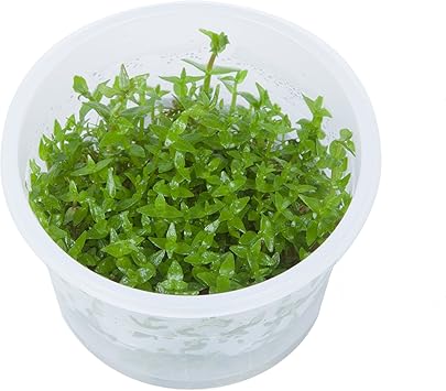 Tropica Gratiola Viscidula 1 2 Grow Tissue Culture In Vitro Live Plante Pour Aquarium Sans Danger Pour Les Crevettes Et Escargot Gratuit Amazon Fr Animalerie