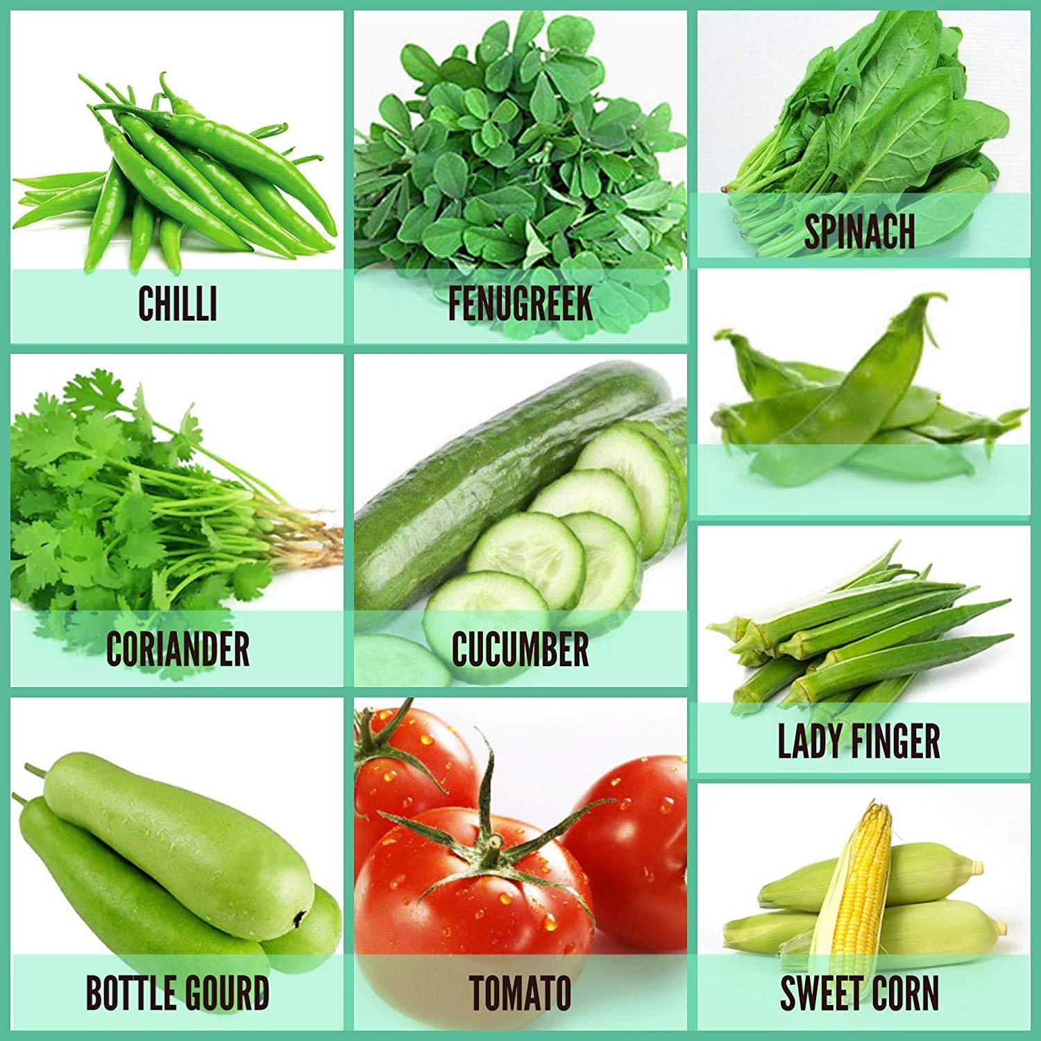 Joycity Organic Vegetable Seeds Combo 10 Varieties Of Vegetable Seeds 900 Seeds Amazon In Garden Outdoors