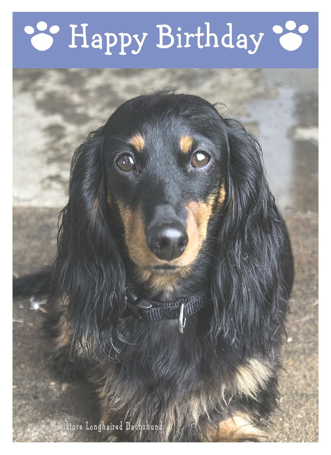 Miniature Long Haired Dachshund Dog Birthday Card Amazon Co Uk