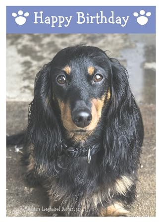 Miniature Long Haired Dachshund Dog Birthday Card Amazon Co Uk