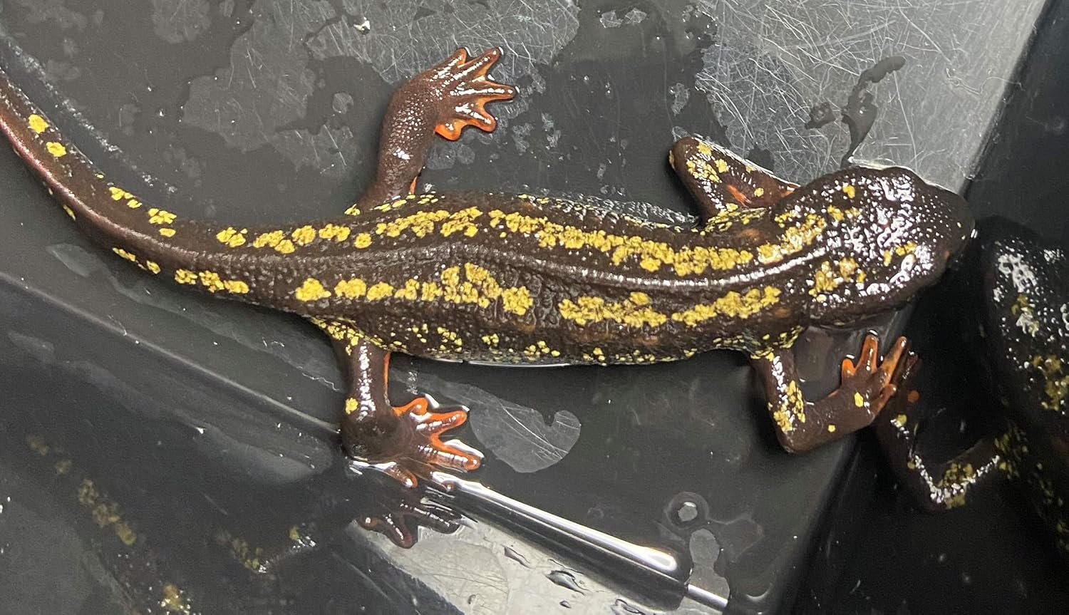 Amazon 沖縄シリケンイモリ 強金箔 ランダム メス1匹 ノーブランド品 爬虫類 両生類 通販