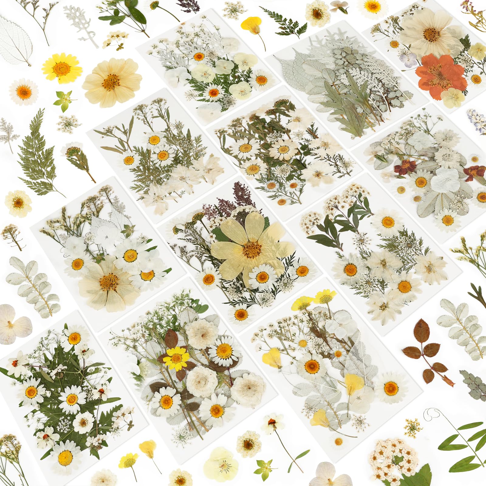NESCCI 247 Pcs Dried Flowers for Crafts,Real Natural Dried Pressed Flowers in Soft Yellow & White Tones for Resin,Used for Scrapbooking DIY Art Crafts Candle Soap Making Nails Décor