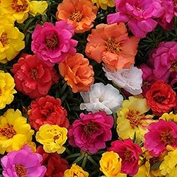 KVITER 10 000 Mix Moss Rose Seeds