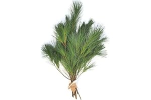 Tin Roof Treasure Fresh Eastern Maine Pine Boughs, Pack of 15 Tips 10" to 20" Each