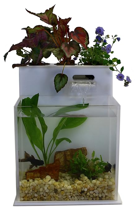 aquaponics fish tank - aquaponic