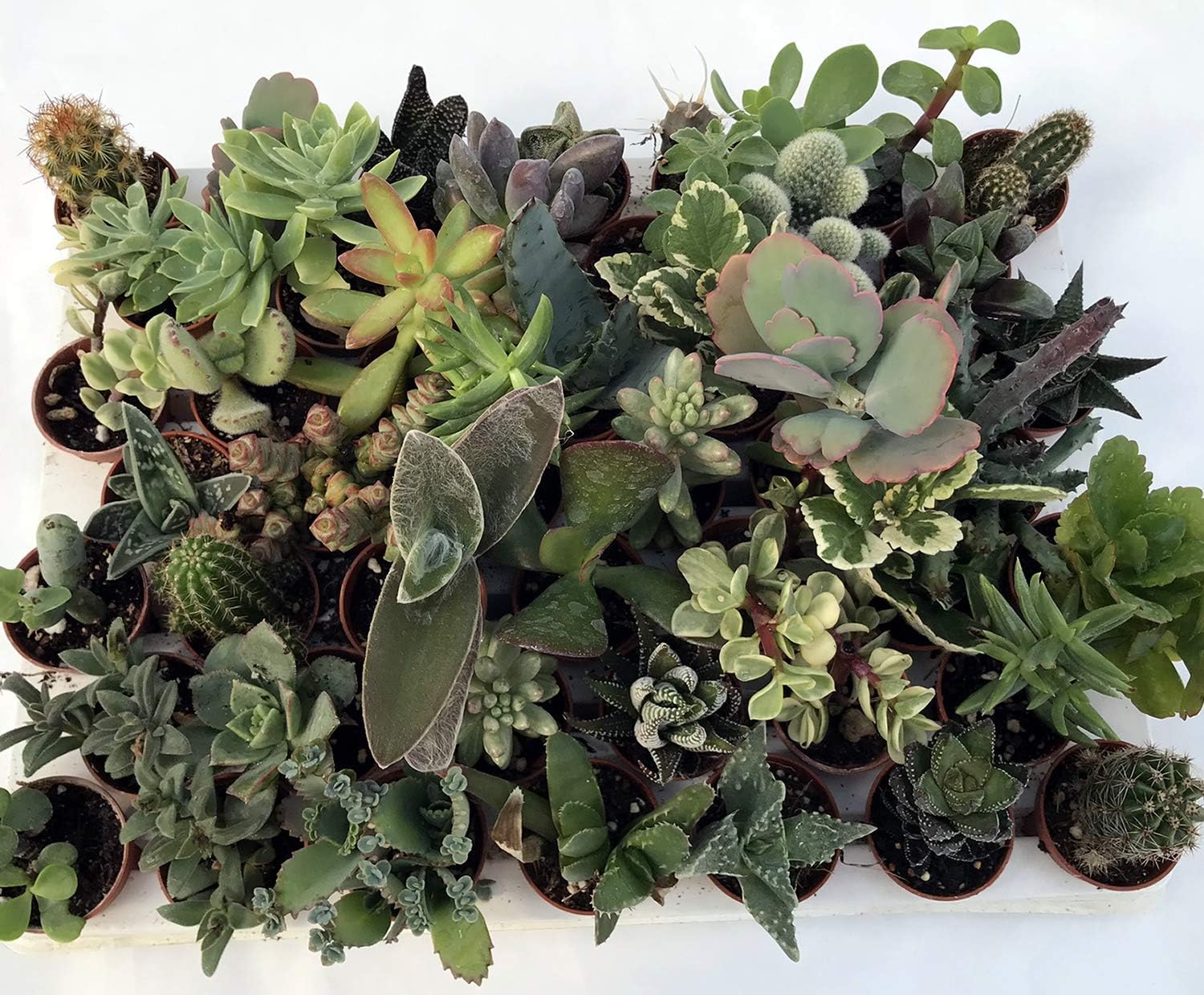 Piante grasse vere assortite set N.