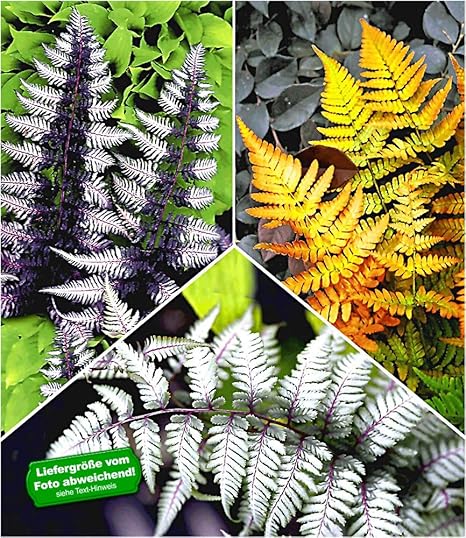 Baldur Garten Winterharte Japanische Schmuck Farn Kollektion 3 Pflanzen Dryopteris Athyrium Gartenfarn Mehrjahrig Amazon De Garten