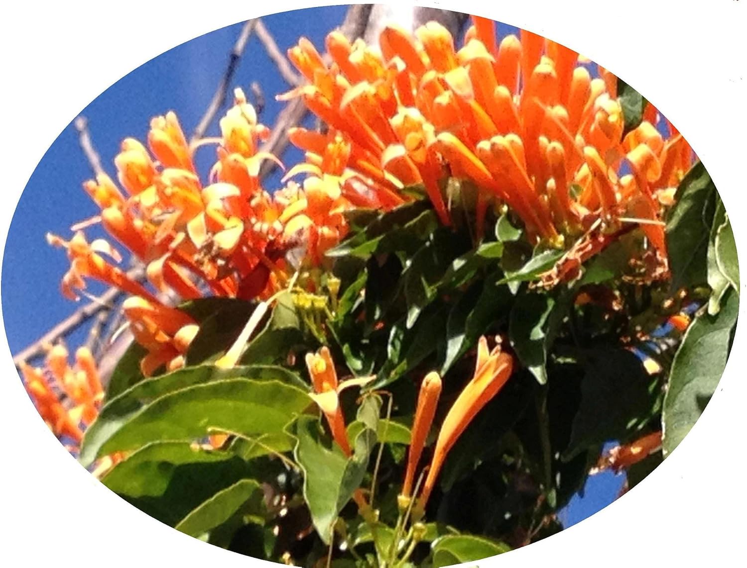 Best Garden Trellis For Trumpet Vine