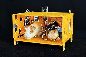 GuineaLoft™ Guinea Pig Cheese House (Double) - The Ultimate Guinea Pig Hideout by Seasoned Owners Who Tried Everything Out There - Exclusive by Guinea Loft