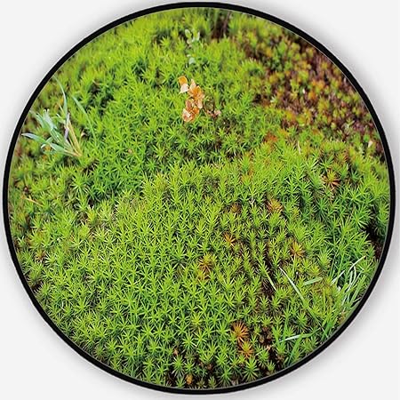 Amazon Com Aluoni Common Haircap Moss Colorful Round Mat Cute
