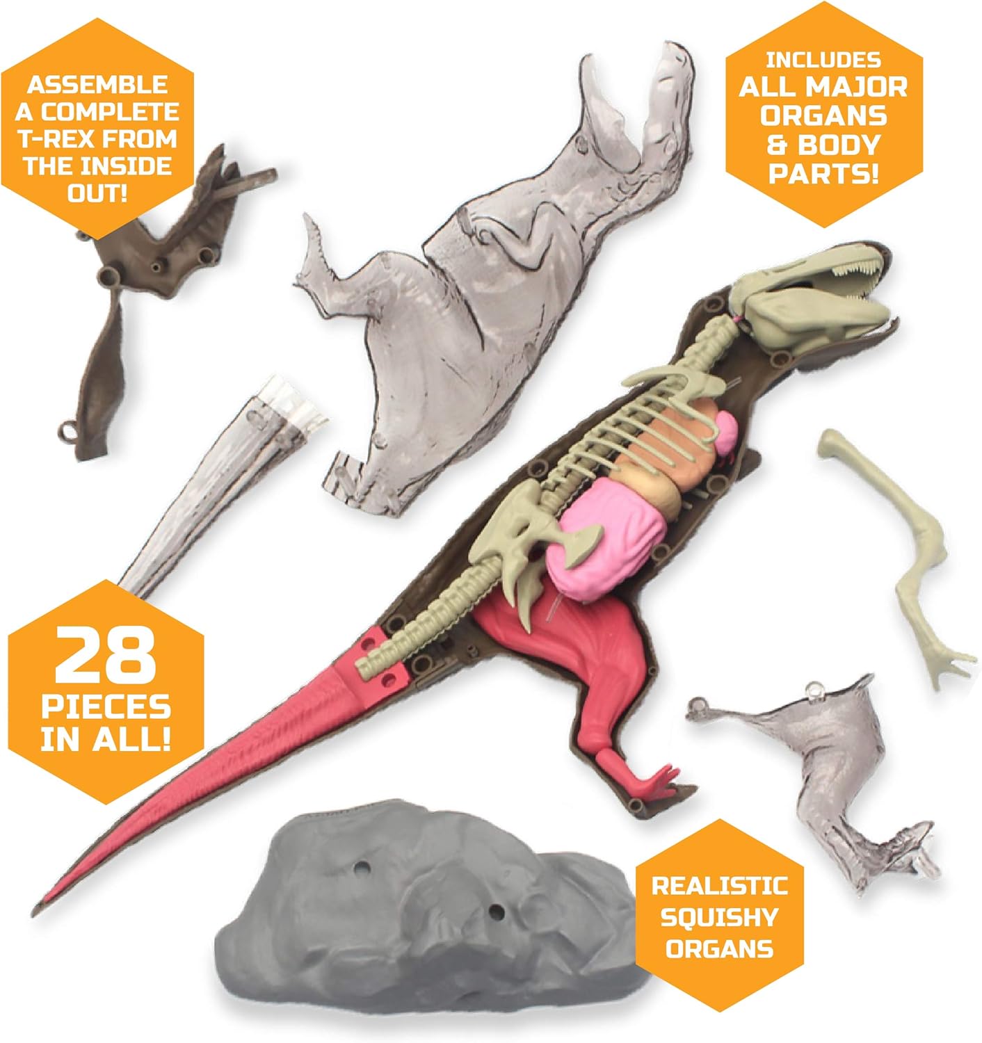dinosaur anatomy toy