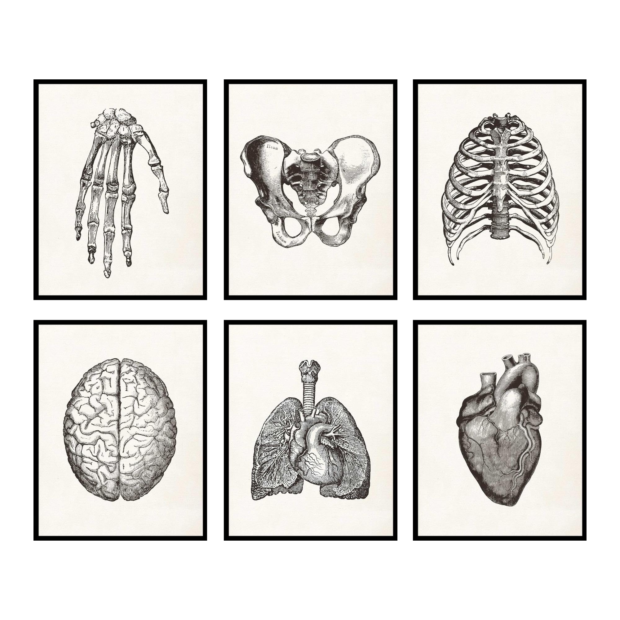 Mua BigWig Prints - Anatomy Art, Vintage Anatomy Poster, Medical Art ...