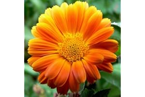 Beautiful Nature Photos!!! Relax with Amazing Natural Pictures of National Parks, Waterfalls, Flowers, Garden Pics, Sunset & 