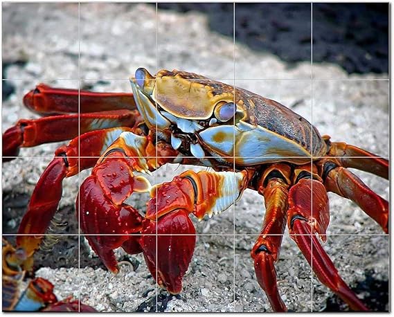 Coral Fish 403031-XL54 - Mural de cerámica para baño: Amazon.com.mx