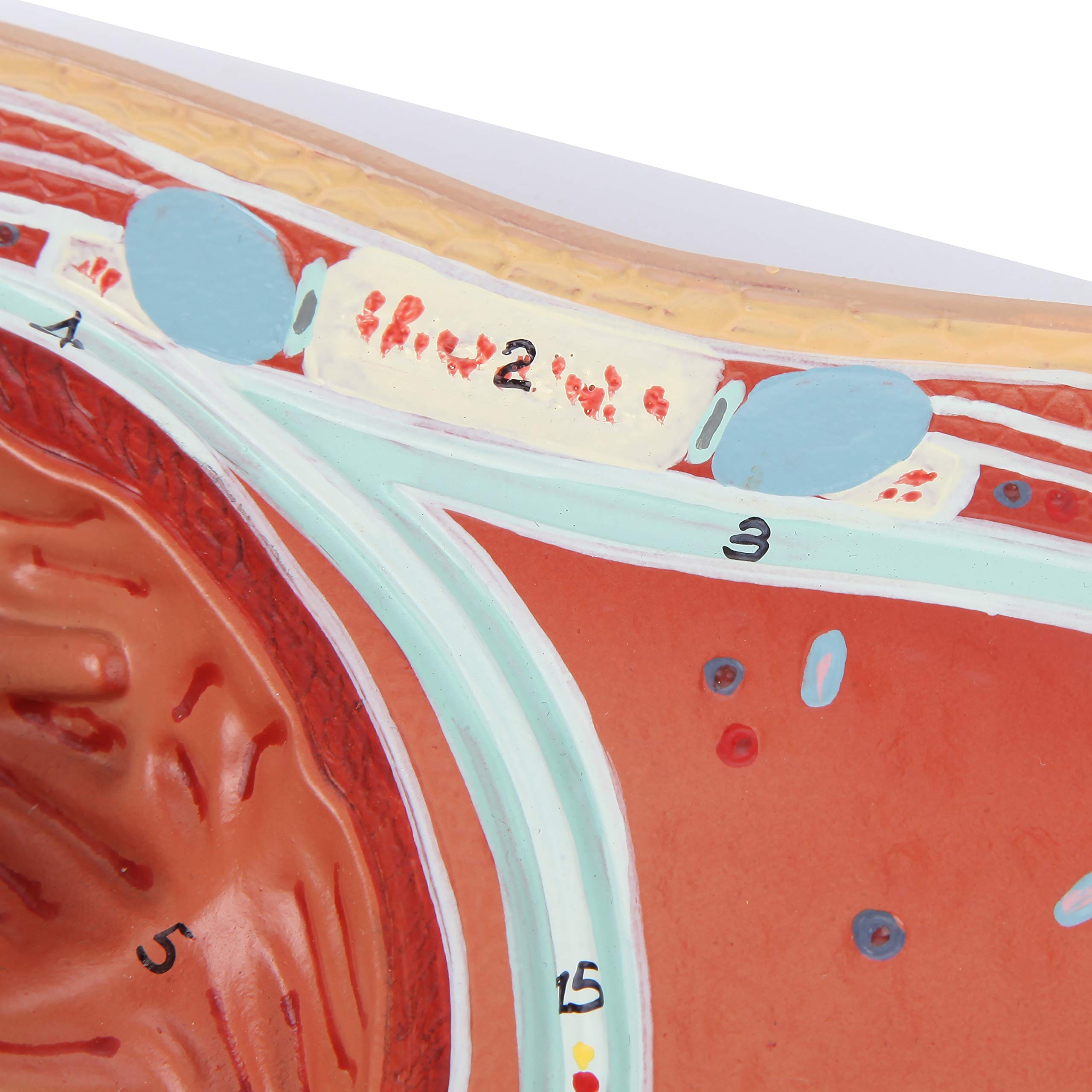 Axis Scientific Anatomy Model of Abdominal Cross Section at T6 | Offers View of Thorax at T6 Vertebrae | Depicts Vital Organs and Systems | Comes on Base | Includes Product Manual