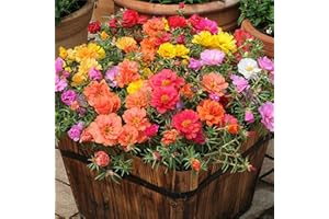 zellajake Rare Flower Seeds 2000+ Mixed Moss Rose Seeds Portulaca Grandiflora Grow Coloured Garden Flowers
